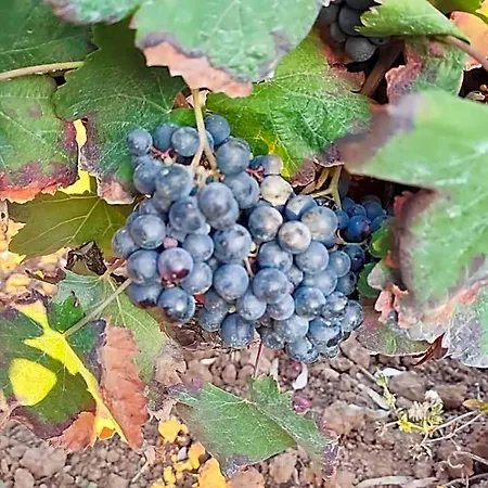 Historic Vineyard Retreat - 1785 Country In Peral アパート *